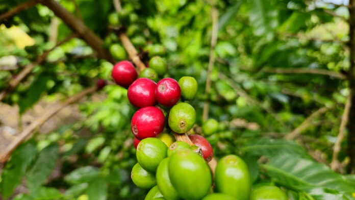 Aumento Cultivos de café