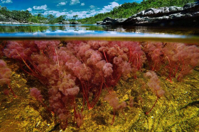 Caño Cristales abre sus puertas Caño Cristales