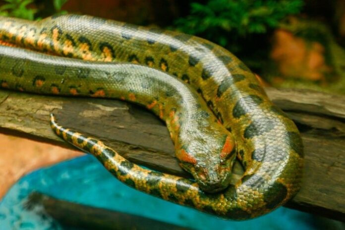 El Instituto de Turismo del Meta invita a celebrar hoy el “Día Mundial de la Serpiente” en el Bioparque Los Ocarros Serpiente
