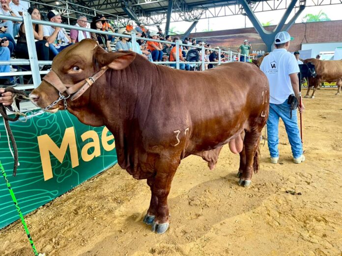 Feria Bovina de Expomalocas 2026 posiciona al Meta como referente ganadero de Colombia