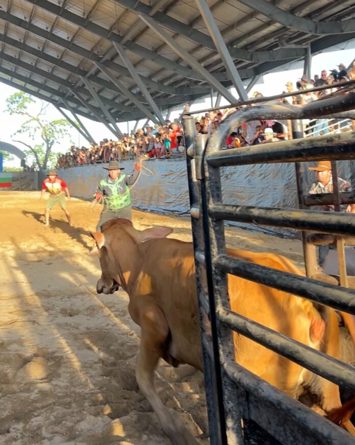 Festival Llanero actividades