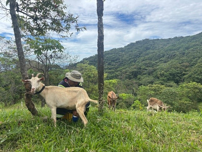 La vereda Contadero abre sus puertas al agroturismo con una experiencia caprina