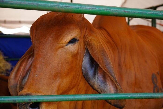 Feria Bovina