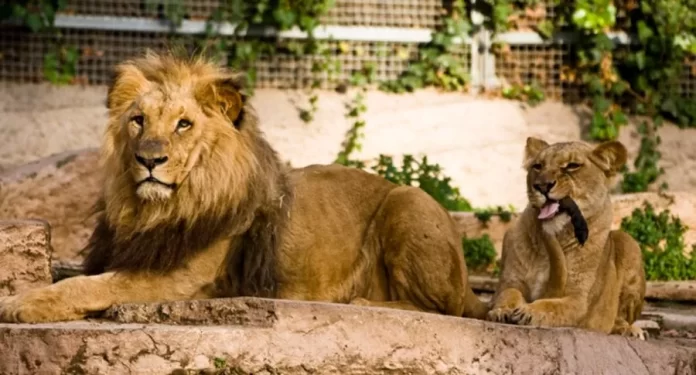 leones
