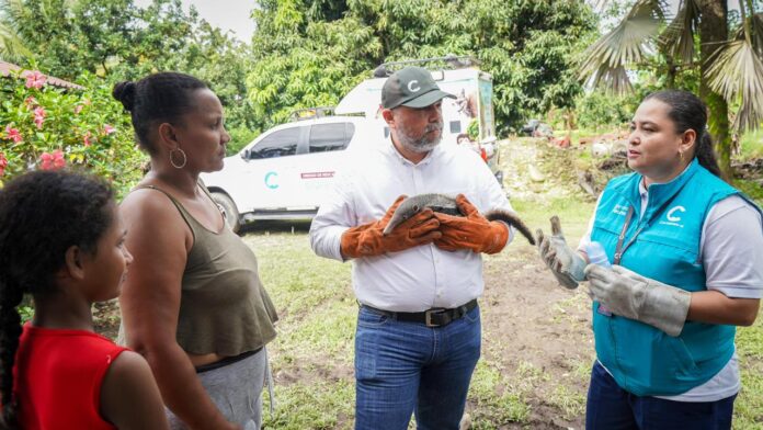 Oso palmero huérfano