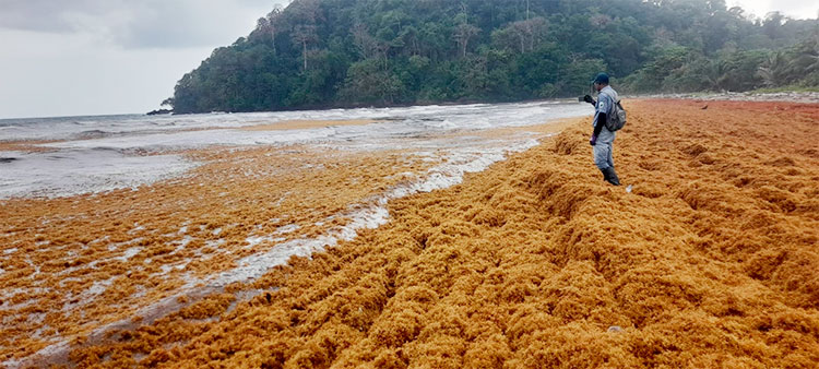 Alerta ambiental en Chocó: llegada masiva de sargazo amenaza ecosistemas y comunidades
