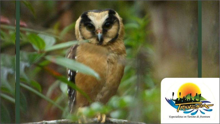 trav aventura6 768x432